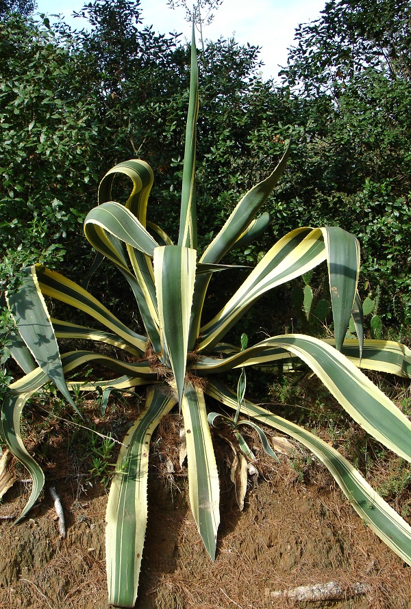 agave americana