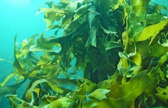 ���������, ���������